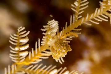 The most beautiful underwater snails of the Indian and Pacific Ocean