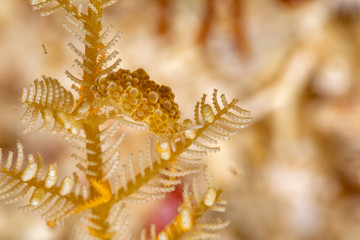 The most beautiful underwater snails of the Indian and Pacific Ocean