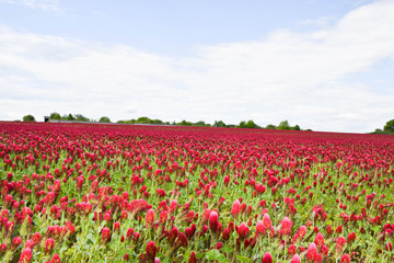 Fototapeta na wymiar Red italian clover field 