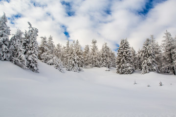 Fototapeta premium Bäume auf dem Brocken im Harz