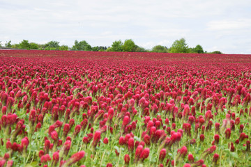 Fototapeta na wymiar Field of red crimson clover 