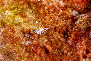 The most beautiful underwater snails of the Indian and Pacific Ocean