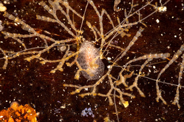 The most beautiful underwater snails of the Indian and Pacific Ocean