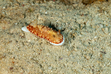 The most beautiful underwater snails of the Indian and Pacific Ocean