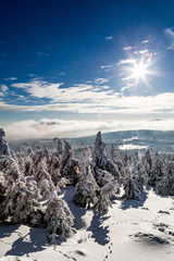 Bäume auf dem Brocken im Harz