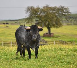 toro tipico español en una ganaderia