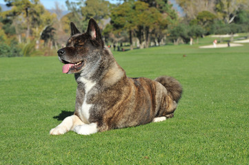American Akita  Tabby Color Purebred Dog lying down on the grass