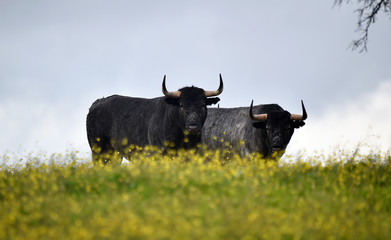 spanish bull with big horns
