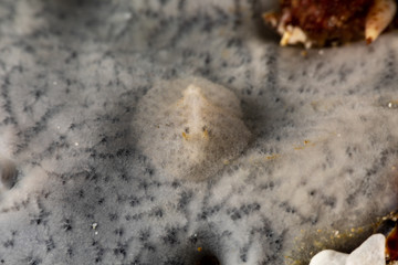 The most beautiful underwater snails of the Indian and Pacific Ocean