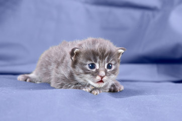 blue maine coon kitten