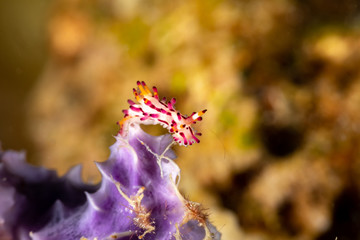 The most beautiful underwater snails of the Indian and Pacific Ocean