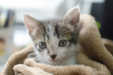 Beautiful newborn tabby cat, playing at home
