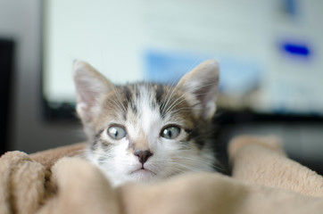 Beautiful newborn tabby cat, playing at home