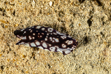 The most beautiful underwater snails of the Indian and Pacific Ocean