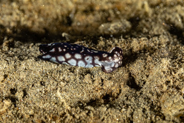 The most beautiful underwater snails of the Indian and Pacific Ocean