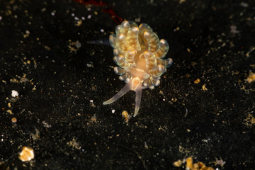 The most beautiful underwater snails of the Indian and Pacific Ocean