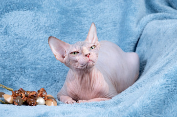 Canadian Sphynx cat