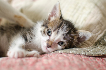 Beautiful newborn tabby cat, playing at home
