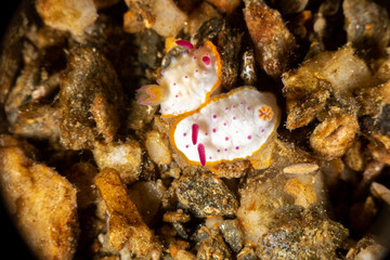 The most beautiful underwater snails of the Indian and Pacific Ocean