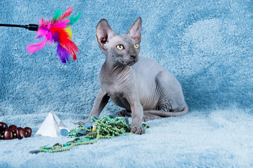 Blue Canadian Sphynx the Canadian Hairless cat kitten