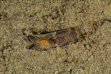 The most beautiful underwater snails of the Indian and Pacific Ocean