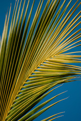 Close up of a palm tree Leaves
