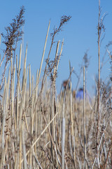 Fototapeta premium Dried grasses against blue sky