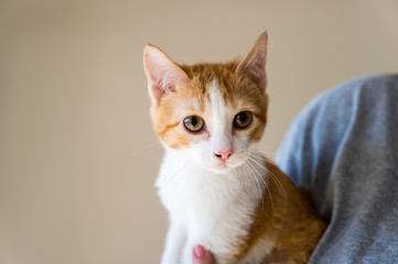 Close up of an adorable yellow and white kitten being held.