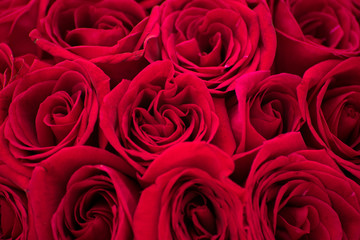 Fototapeta premium red roses background