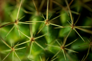 Close up of a Cactus, vegetation