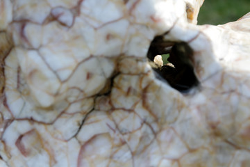 The texture of the stone. Background. Close-up.