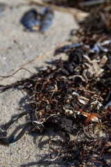 Muscles washed up on beach