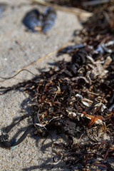 Muscles washed up on beach