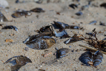 Muscles washed up on beach