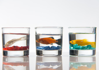 Professional portrait of Colorful Fish inside small glasses 