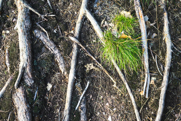 Waldboden mit Ästen 