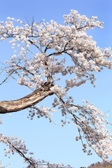 ソメイヨシノの老木