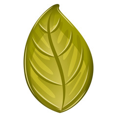 Isolated realistic leaf