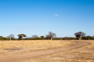 Fototapeta na wymiar Tarangire National Park panorama, Tanzania, Africa