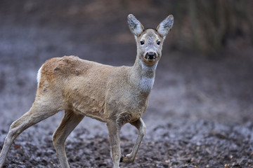 Roe deer in the forest