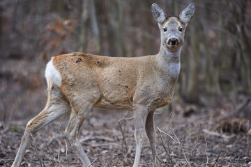 Roe deer in the forest