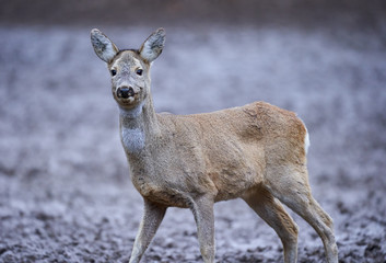 Roe deer in the forest