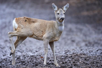 Roe deer in the forest