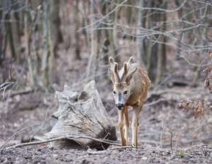 Roebuck in the forest