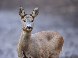 Roe deer in the forest