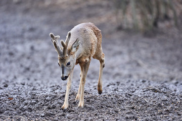 Roebuck in the forest