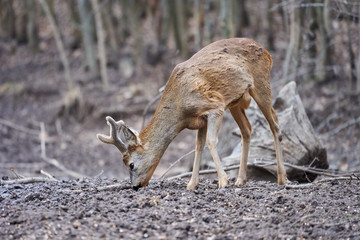 Roebuck in the forest