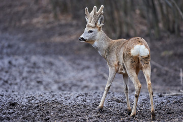 Roebuck in the forest