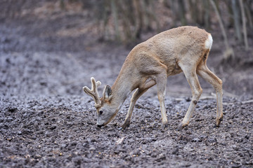 Roebuck in the forest