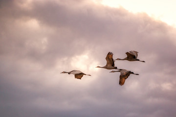 Birds Migrating In The Spring on Sauvie Island, Portland Oregon